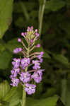 Small purple fringed orchid <BR>Lesser purple fringed orchid